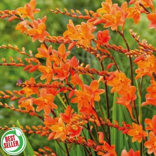 Peach Melba Crocosmia Thumbnail